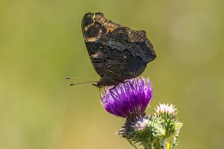 admiral Butterfly collects nectar on a thistle flower in nature conservation areaの写真素材