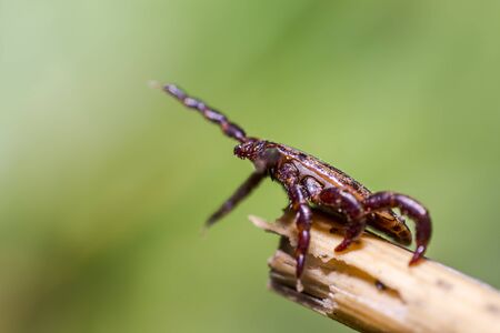 Blood sucking ticks in high grass on the season meadow