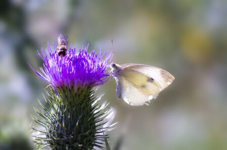 beautiful butterfly on colorful flowers blossom on spring meadowの写真素材