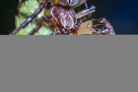 big spider on the summer meadowの写真素材