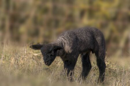 young new born black lamb explores the worldの写真素材