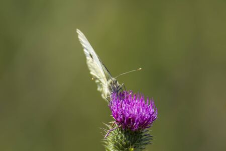 white Butterfly collects nectar on a thistle flower in nature conservation areaの写真素材