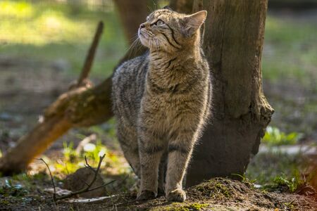 wild cat in the green season leaf forestの写真素材