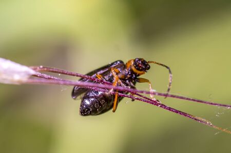 tiny brown beetle on green grass in fresh season natureの写真素材