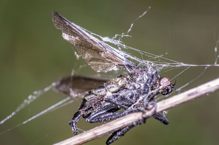 little fly at grass in the green nature season gardenの写真素材