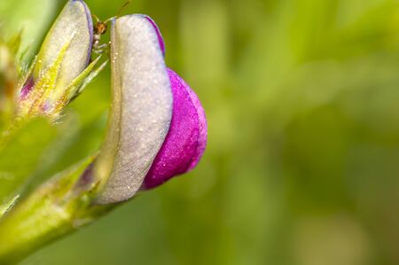 Virgin clover blossom in the summer seasonの写真素材