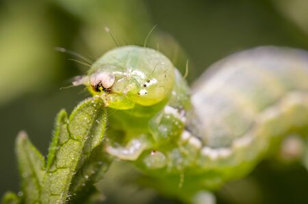 green caterpillar during the meal on green leaf in fresh season natureの写真素材