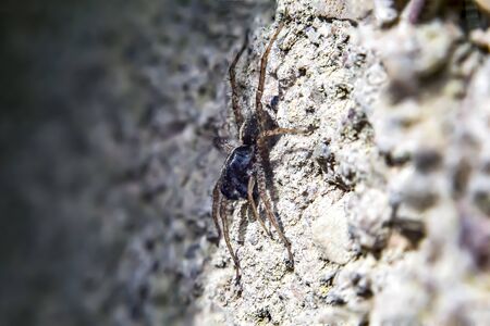 wolf spider close up