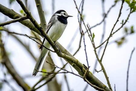 Wagtail sits on a branchの写真素材