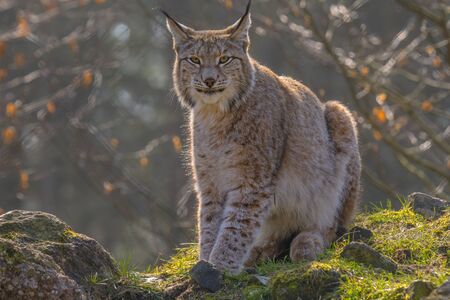 cute young lynx in the colorful wilderness forestの写真素材