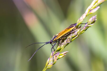 little striped beetle on a blade of grass in the season meadowの写真素材