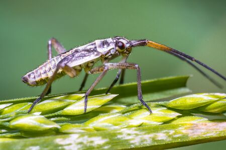 small beetle on green grass in fresh season natureの写真素材