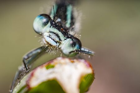 blue dragon fly on grass in summer seasonの写真素材