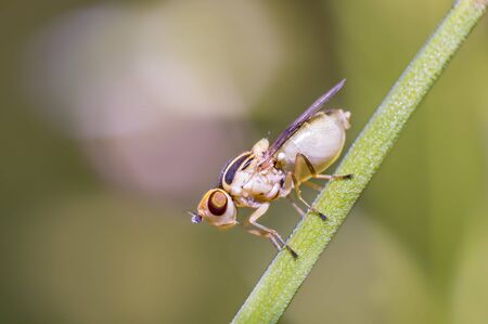 little white albino fly on a blade of grass in the season gardenの写真素材