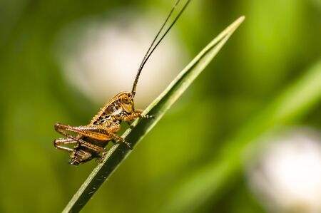 small grasshopper in the summer forestの写真素材