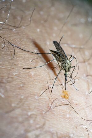 mosquito sucks blood on my skinの写真素材