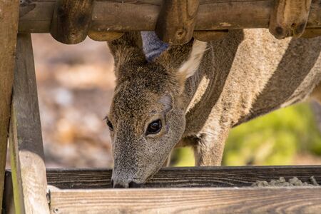 roe deer at field in the wild nature