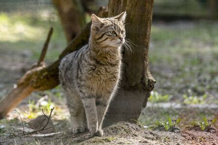 wild cat in the green season leaf forestの写真素材