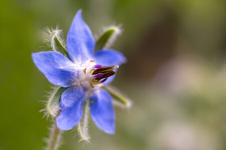 Borage blossom in my summer gardenの写真素材