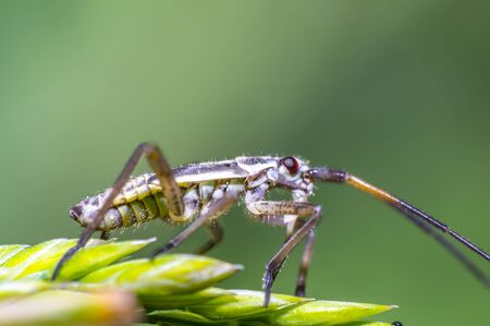 small beetle on green grass in fresh season natureの写真素材