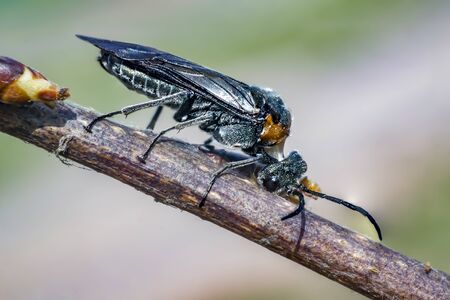 fly bug when eating of blossom bud in spring time