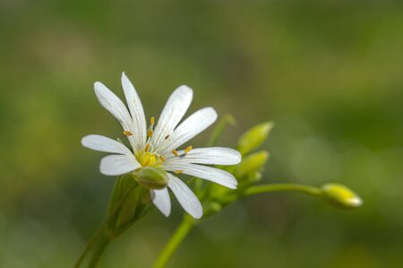 spring flower in my summer season garden