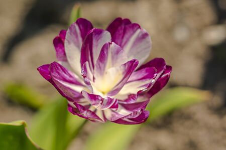 spring flower in my summer season gardenの写真素材