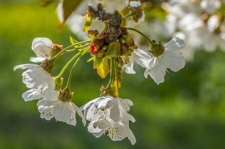 cherry blossom branch in the season gardenの写真素材