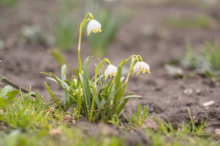 fresh spring blossom flower for easter season