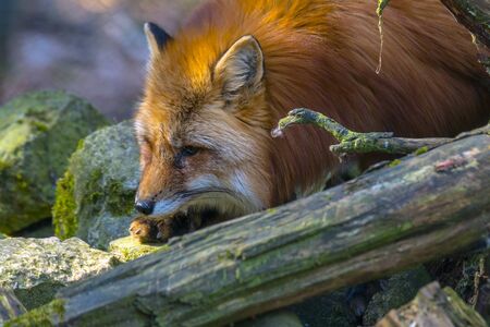 red fox hunting season in summer lightの写真素材