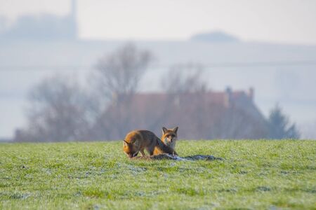 young fox couple at a fox caveの写真素材