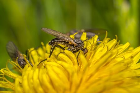 March fly on a dandelion in the summer seasonの写真素材
