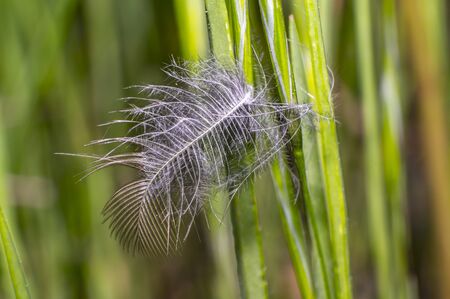 little feather on summer meadowの写真素材