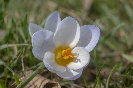 yellow blue white crocus in spring easter season gardenの写真素材