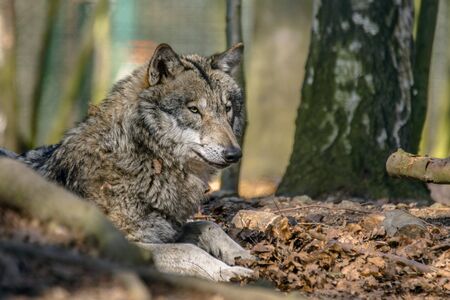 Gray wolf chill and hides in the green leaves forestの写真素材