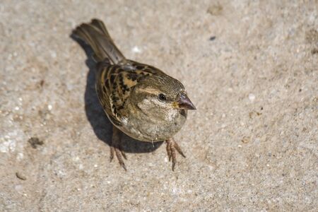 Sparrow looks into the cameraの写真素材
