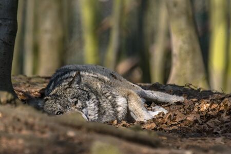 Gray wolf chill and hides in the green leaves forestの写真素材