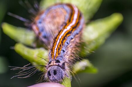 colorful caterpillar on green nettle leaf in the beautiful natureの写真素材