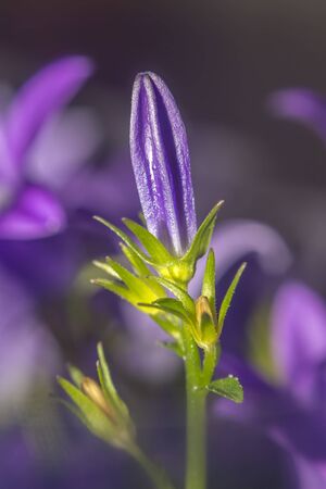 purple violet easter flower spring blossom in my gardenの写真素材