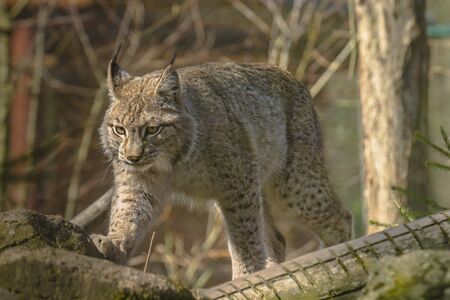 cute young lynx in the colorful wilderness forest