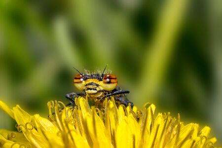 dragon fly on yellow dandelion flower in summer season