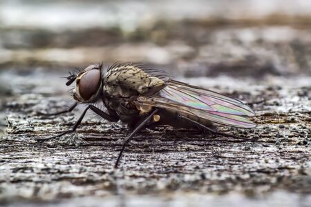 first little fly in spring season