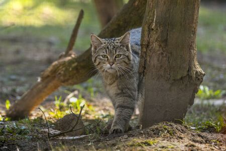wild cat in the green season leaf forestの写真素材