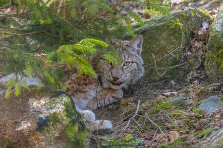 cute young lynx in the colorful wilderness forestの写真素材