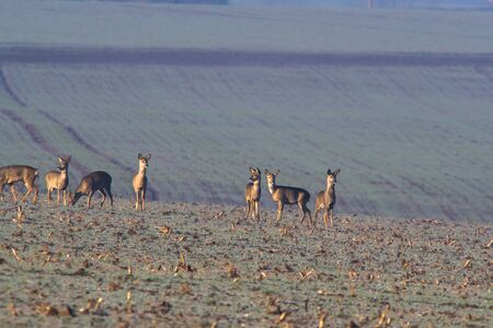 roe deer at corn field in the wild natureの写真素材