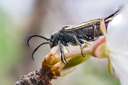 fly bug when eating of blossom bud in spring timeの写真素材