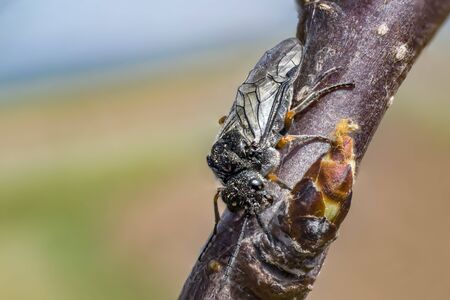 fly bug when eating of blossom bud in spring timeの写真素材