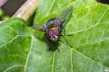 small fly on green leaf in fresh season natureの写真素材