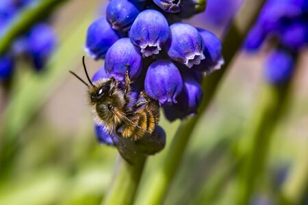 wild bee and hyacinthe in spring seasonの写真素材