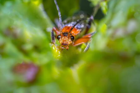 small red bug in green nature gardenの写真素材